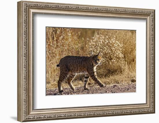 Lynx Rufus Baileyi, Bosque Del Apache National Wildlife Refuge, New Mexico-Maresa Pryor-Framed Photographic Print