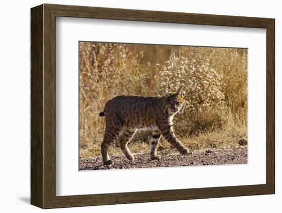 Lynx Rufus Baileyi, Bosque Del Apache National Wildlife Refuge, New Mexico-Maresa Pryor-Framed Photographic Print