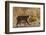 Lynx Rufus Baileyi, Bosque Del Apache National Wildlife Refuge, New Mexico-Maresa Pryor-Framed Photographic Print