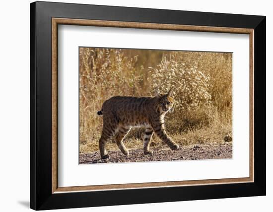 Lynx Rufus Baileyi, Bosque Del Apache National Wildlife Refuge, New Mexico-Maresa Pryor-Framed Photographic Print