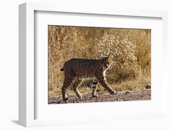 Lynx Rufus Baileyi, Bosque Del Apache National Wildlife Refuge, New Mexico-Maresa Pryor-Framed Photographic Print