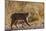 Lynx Rufus Baileyi, Bosque Del Apache National Wildlife Refuge, New Mexico-Maresa Pryor-Mounted Photographic Print