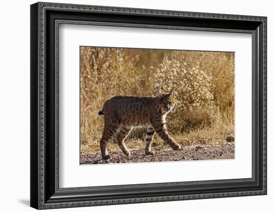 Lynx Rufus Baileyi, Bosque Del Apache National Wildlife Refuge, New Mexico-Maresa Pryor-Framed Photographic Print