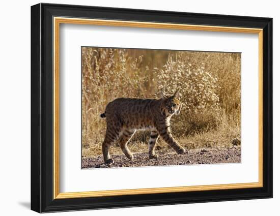 Lynx Rufus Baileyi, Bosque Del Apache National Wildlife Refuge, New Mexico-Maresa Pryor-Framed Photographic Print