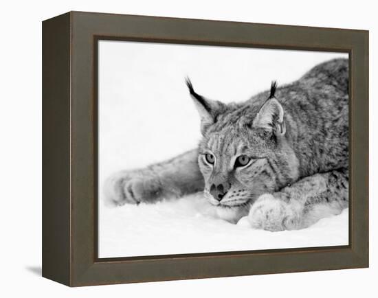 Lynx-null-Framed Premier Image Canvas