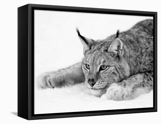 Lynx-null-Framed Premier Image Canvas