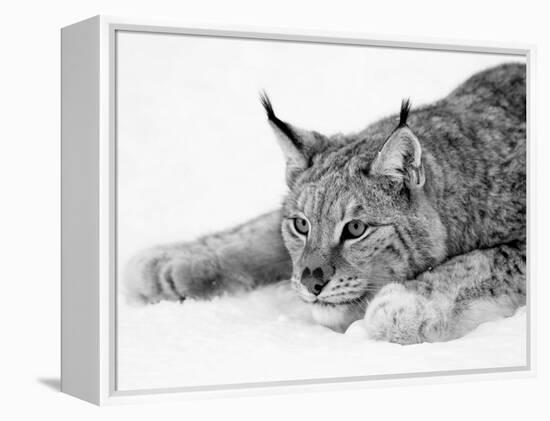 Lynx-null-Framed Premier Image Canvas