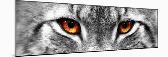 Lynx-PhotoINC-Mounted Photographic Print