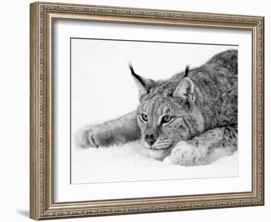 Lynx-null-Framed Photographic Print