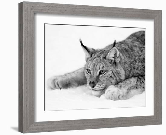 Lynx-null-Framed Photographic Print