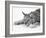 Lynx-null-Framed Photographic Print