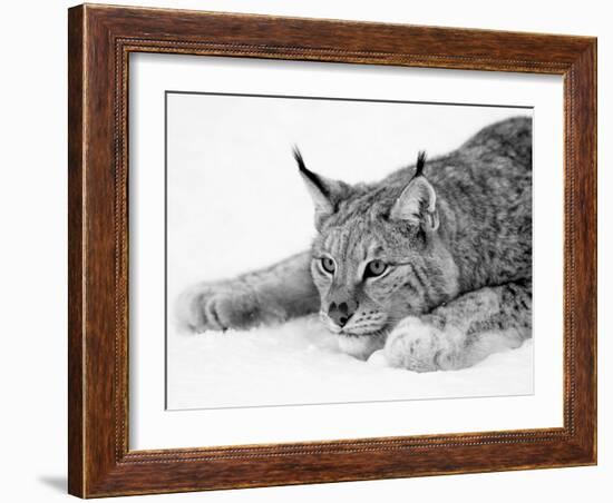 Lynx-null-Framed Photographic Print