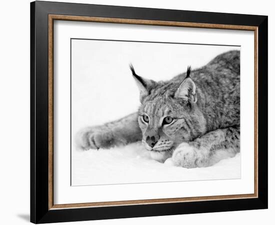 Lynx-null-Framed Photographic Print