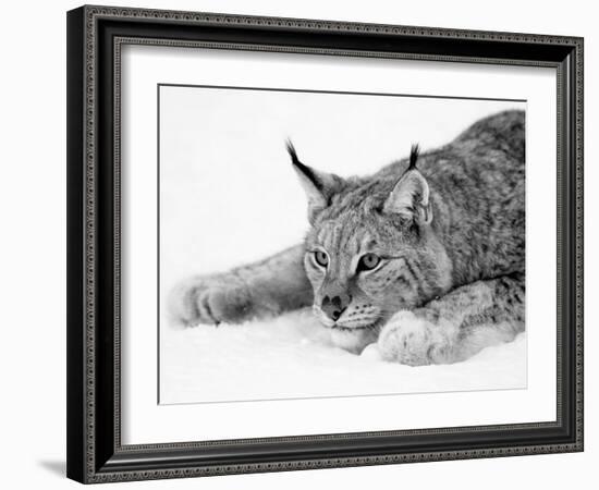 Lynx-null-Framed Photographic Print