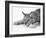 Lynx-null-Framed Photographic Print