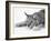 Lynx-null-Framed Photographic Print