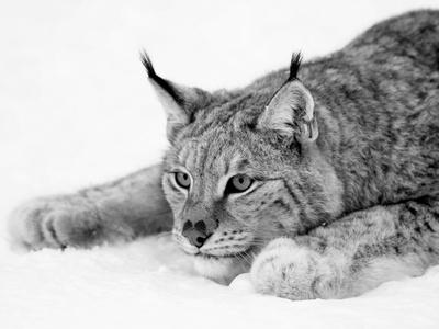 Black and hotsell white big cat