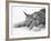 Lynx-null-Framed Photographic Print