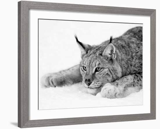 Lynx-null-Framed Photographic Print