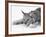 Lynx-null-Framed Photographic Print