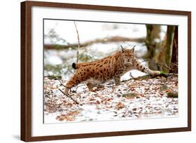 Lynx-Reiner Bernhardt-Framed Photographic Print
