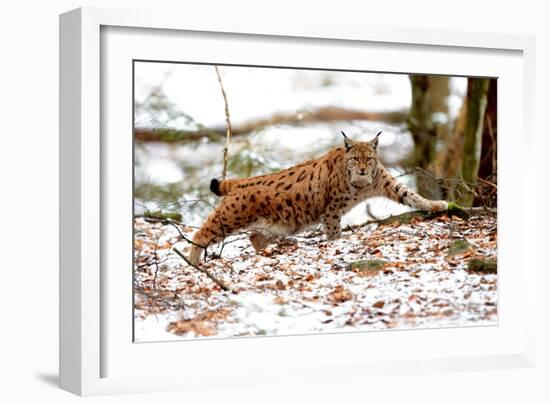 Lynx-Reiner Bernhardt-Framed Photographic Print