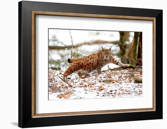 Lynx-Reiner Bernhardt-Framed Photographic Print