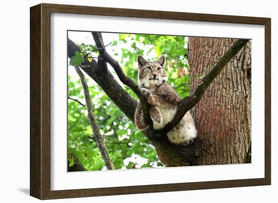 Lynx-Reiner Bernhardt-Framed Photographic Print