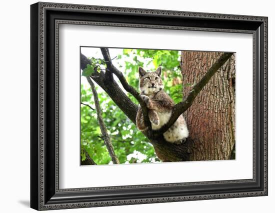 Lynx-Reiner Bernhardt-Framed Photographic Print