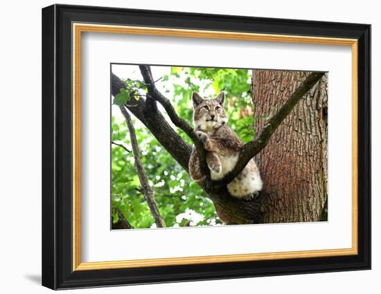 Lynx-Reiner Bernhardt-Framed Photographic Print