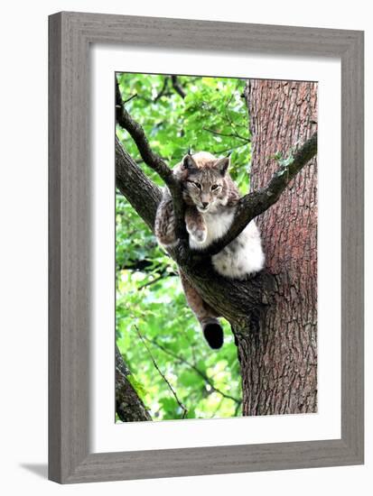 Lynx-Reiner Bernhardt-Framed Photographic Print