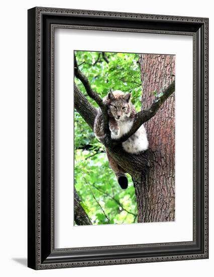 Lynx-Reiner Bernhardt-Framed Photographic Print