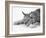 Lynx-PhotoINC Studio-Framed Art Print