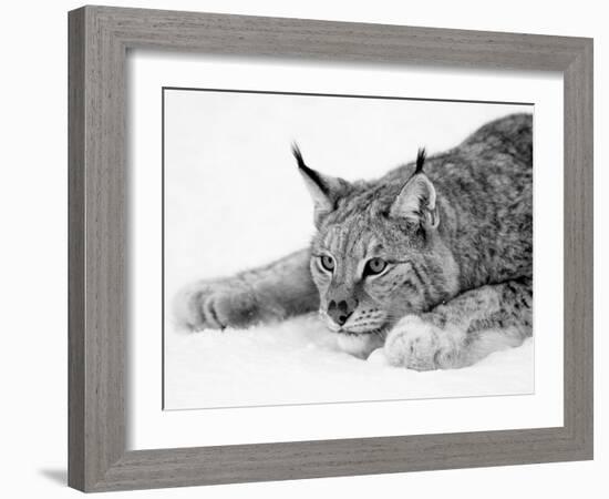 Lynx-PhotoINC Studio-Framed Art Print