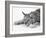 Lynx-PhotoINC Studio-Framed Art Print