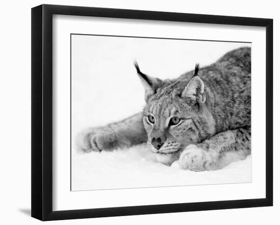 Lynx-PhotoINC Studio-Framed Art Print
