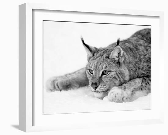 Lynx-PhotoINC Studio-Framed Art Print