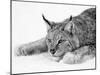 Lynx-PhotoINC Studio-Mounted Art Print