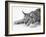 Lynx-PhotoINC Studio-Framed Art Print