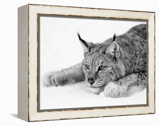 Lynx-PhotoINC Studio-Framed Stretched Canvas