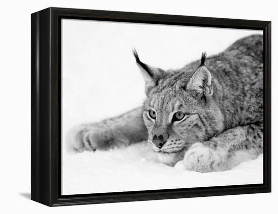 Lynx-PhotoINC Studio-Framed Stretched Canvas