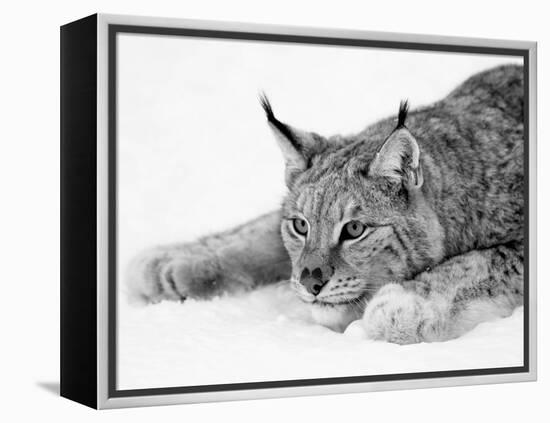 Lynx-PhotoINC Studio-Framed Stretched Canvas