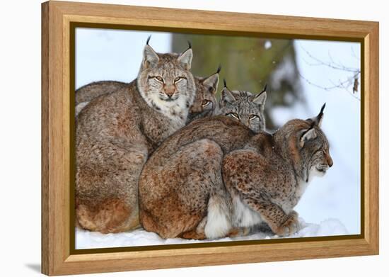 Lynxes in Winter-Reiner Bernhardt-Framed Premier Image Canvas