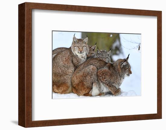 Lynxes in Winter-Reiner Bernhardt-Framed Photographic Print