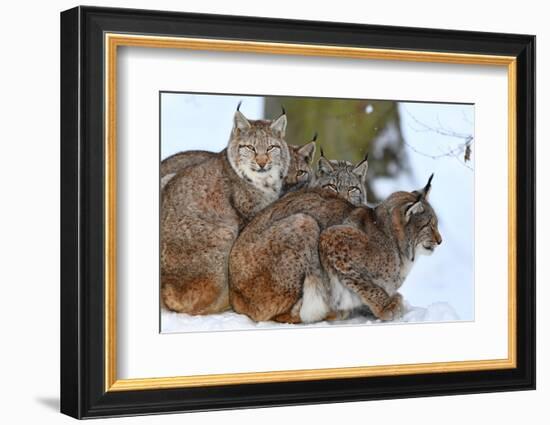 Lynxes in Winter-Reiner Bernhardt-Framed Photographic Print