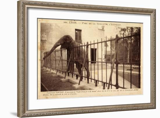 Lyon Rhône, Parc De La Tete D'Or, Elephant, Gehege-null-Framed Giclee Print