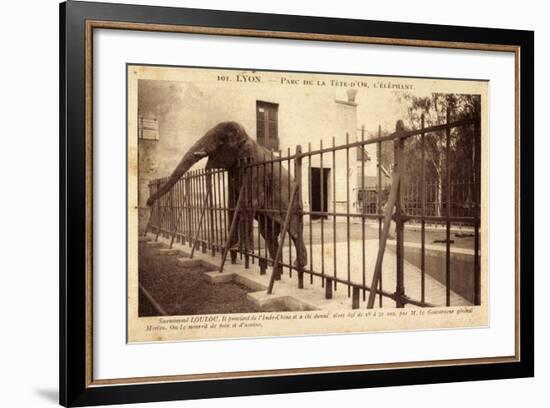 Lyon Rhône, Parc De La Tete D'Or, Elephant, Gehege-null-Framed Giclee Print