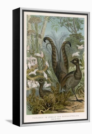 Lyre Bird-null-Framed Stretched Canvas