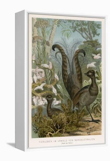 Lyre Bird-null-Framed Stretched Canvas