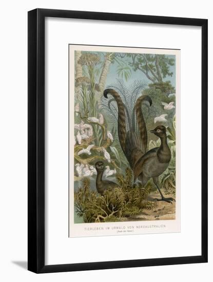 Lyre Bird-null-Framed Art Print